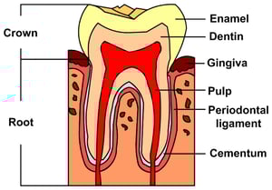 Tooth layers diagram showing enamel and dentin