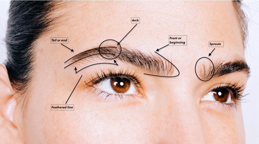 how-does-eyebrow-transplant-work